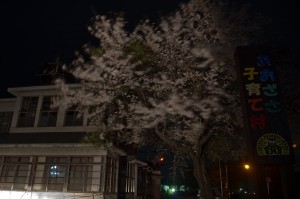 青笹町夜桜