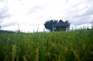 稲刈り前の荒神神社